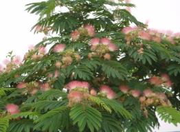 芙蓉樹栽門口禁忌
