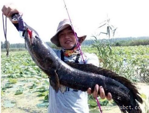 蛇頭魚入侵北美，中國發揚吃貨精神拯救美國人