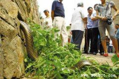 四川境內發現中國最大的蛇，長50米大蟒蛇