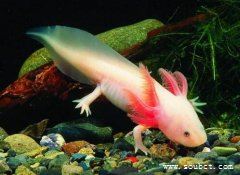 十種最怪異的魚：墨西哥六角龍魚長四條腿水陸兩棲