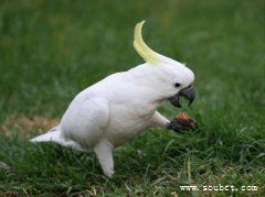 世界上壽命最長的鳥，葵花鳳頭鸚鵡比人類壽命還長