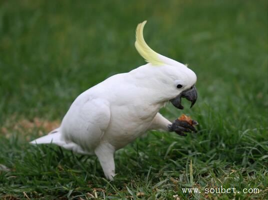 世界上壽命最長的鳥，葵花鳳頭鸚鵡比人類壽命還長