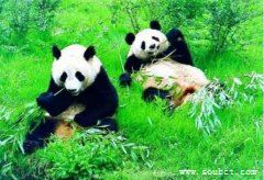 國寶大熊貓憨態可掬，位居十大最美麗的動物之首