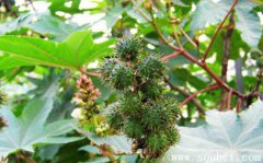 世界上最毒的植物，蓖麻子毒性超大(70毫克可致命)