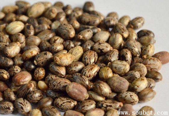世界上最毒的植物，蓖麻子毒性超大(70毫克可致命)