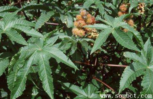 世界上最毒的植物，蓖麻子毒性超大(70毫克可致命)