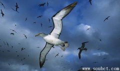 翼展最寬的鳥，漂泊信天翁壽命最長可達60年