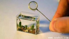 世界上最小的魚：胖嬰魚象條小蟲，壽命只有二個月