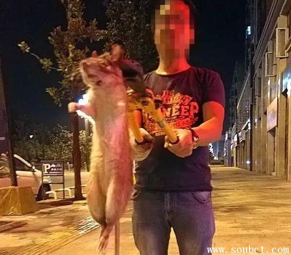 超大老鼠貓見貓怕，宜賓驚現中國最大的耗子