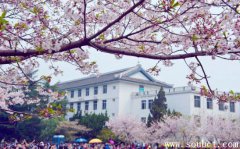 武漢大學櫻花，中國櫻花最多的地方