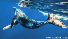 海洋霸主藍鯨，世界上最大的海洋生物