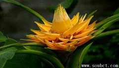 地涌金蓮，開花時間最長的花