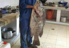 50斤重羅非魚，世界上最大的羅非魚