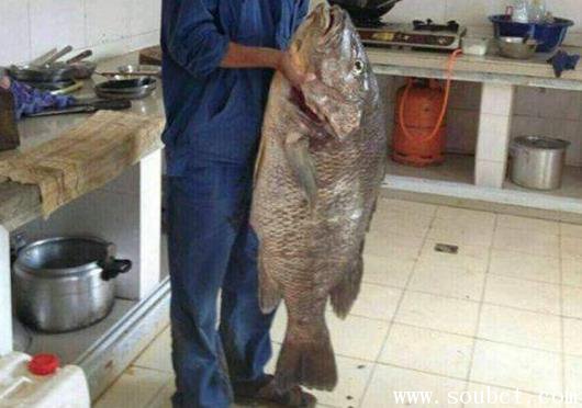 50斤重羅非魚，世界上最大的羅非魚