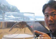 金腹巨蚊，世界上最大的蚊子不吸血