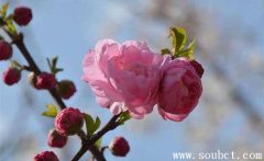 梅花，世界上最堅強的花