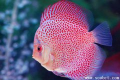 世界體型最大的七彩魚