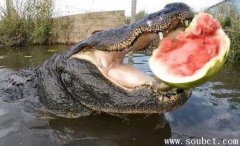 灣鱷VS大白鯊，世界上咬合力最大的動物