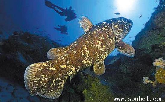 腔棘魚滅絕了嗎，世界上最古老的魚