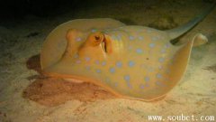 最危險的海洋生物，黃貂魚和魔鬼魚的區別