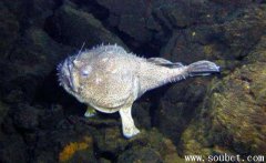 琵琶魚，海洋中最會偽裝的魚