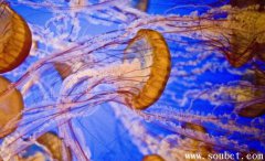 燈塔水母擁有再生基因，世界上最長壽的海洋生物