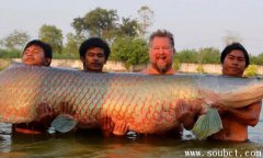 巨骨舌魚攻擊人嗎，世界上體型最大的淡水魚