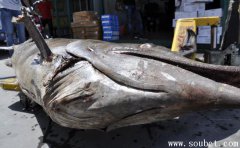 馬林魚與金槍魚的區別，全世界最大的魚