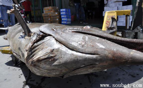 馬林魚與金槍魚的區別，全世界最大的魚