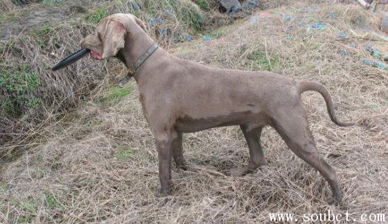威瑪獵犬適合家養嗎，世界上最難訓練的狗