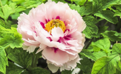 花開富貴花是什么花，怎么養
