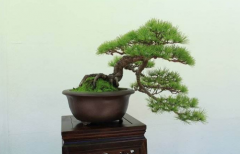 松柏盆景適合放家里嗎，松柏盆景葉子發黃怎么辦