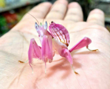 蘭花螳螂有毒嗎，蘭花螳螂在哪里抓