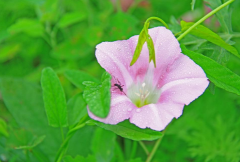 夕顏花是牽?；▎?，夕顏花的花語是什么