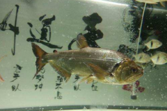 黃金猛魚和白金猛魚有什么區別