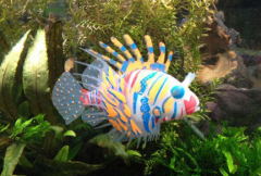 獅子魚可以吃嗎，獅子魚的天敵