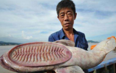 吸盤魚吸盤原理和活動方式，世界上最懶的魚