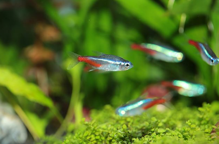 牙簽魚能吃嗎，牙簽魚怕什么