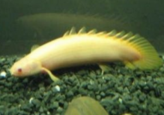 九角龍魚壽命多長，九角龍魚裝死是什么原因