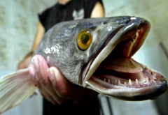 食人魚事件歷史上有嗎，食人魚吃人真實案例