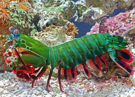 螳螂蝦是不是皮皮蝦，螳螂蝦秒殺食人魚