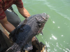 龍躉是什么魚，龍躉魚多少錢一斤