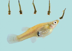 食蚊魚吃什么，和孔雀魚的區別