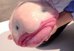 水滴魚好吃嗎，水滴魚為什么這么丑