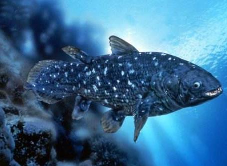 矛尾魚屬于哪一類魚，現在還有矛尾魚嗎