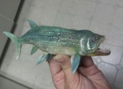 劍射魚有多大，鄧氏魚和劍射魚誰更厲害