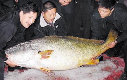 金錢鳘多少錢一斤，金錢鳘為什么那么貴
