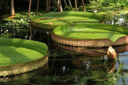亞馬遜森林的可怕之處，亞馬遜森林4大恐怖生物