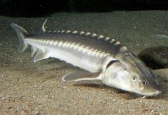 鰉魚和鱘魚有什么區別，鰉魚是不是保護動物