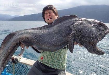 狼鰻魚為什么不能捉，兇殘的狼魚能將潛水員撕成碎片